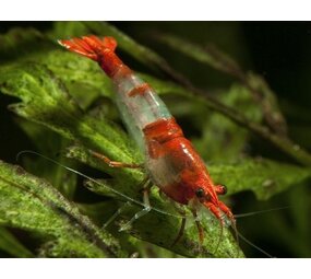 56383 NEOCARIDINA HETERPODA RILLI