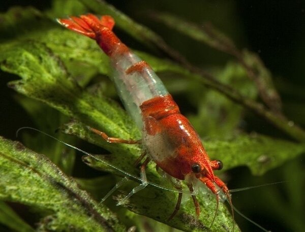 56383 NEOCARIDINA HETERPODA RILLI