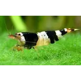 Black Crystal Garnaal Black Crystal Garnaal