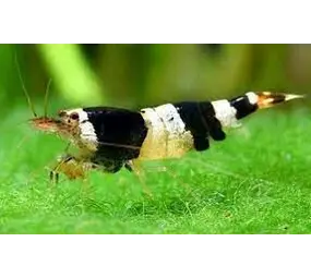 Black Crystal Garnaal Black Crystal Garnaal