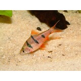 Puntius Pentazona Puntius Pentazona