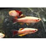 Tanichthys Albonubes Goud Tanichthys Albonubes Goud