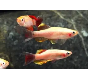 Tanichthys Albonubes Goud Tanichthys Albonubes Goud