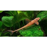 Rineloricaria Lanceolate Rood