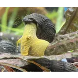 Tylomelania sp. Yellow Rabbit Snail Tylomelania sp. Yellow Rabbit Snail