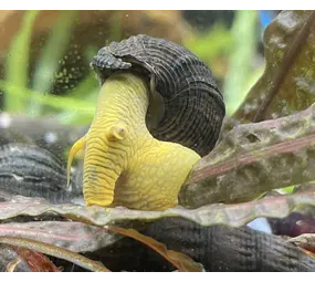 Tylomelania  sp. Yellow Rabbit Snail