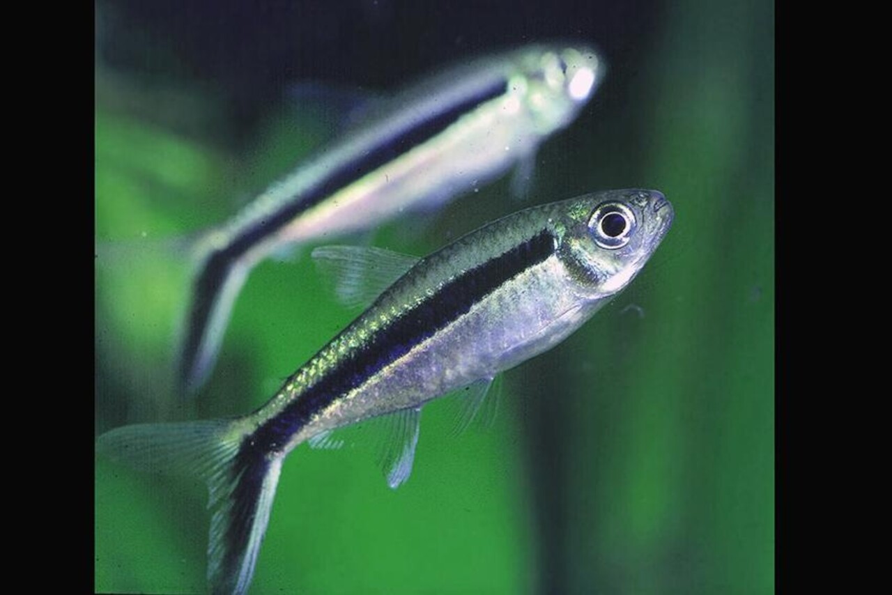 Thayeria Boehlkei Thayeria Boehlkei