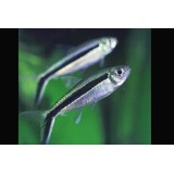 Thayeria Boehlkei Thayeria Boehlkei