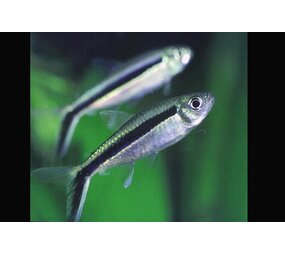 Thayeria Boehlkei Thayeria Boehlkei