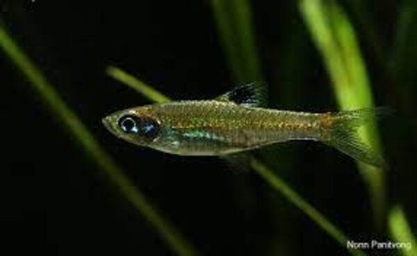 Rasbora Dorsiocellata Rasbora Dorsiocellata