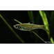 37353 RASBORA DORSIOCELLATA 37353 RASBORA DORSIOCELLATA