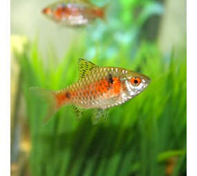 Puntius Odessa Puntius Odessa