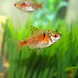 Puntius Odessa Puntius Odessa