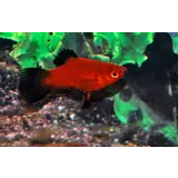 Xiphophorus Maculatus Wagtail Xiphophorus Maculatus Wagtail