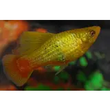 Platy Hoogvin Variatus Groen