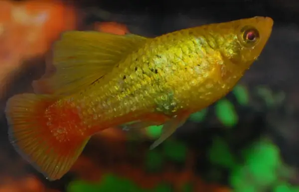 Platy Hoogvin Variatus Groen