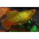 30863 PLATY HOOGVIN VARIATUS GROEN 30863 PLATY HOOGVIN VARIATUS GROEN