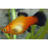 Xiphophorus Maculatus Sunset Wagtail