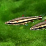 26905 NANNOSTOMUS TRIFASCIATUS 26905 NANNOSTOMUS TRIFASCIATUS