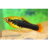 Xiphophorus Maculatus Hawai Xiphophorus Maculatus Hawai