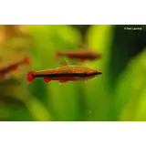 26814 NANNOSTOMUS BECKFORDI 26814 NANNOSTOMUS BECKFORDI