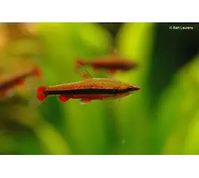 26814 NANNOSTOMUS BECKFORDI 26814 NANNOSTOMUS BECKFORDI