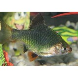 Capoeta Tetrazona Groen