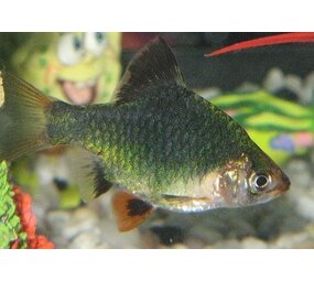 Capoeta Tetrazona Groen