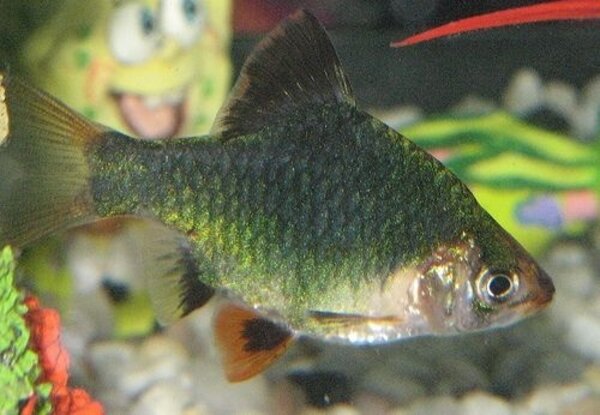 Capoeta Tetrazona Groen Capoeta Tetrazona Groen