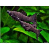 06153 BLACK MOLLY