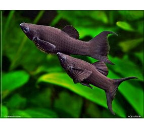 06153 BLACK MOLLY 06153 BLACK MOLLY