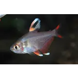 19033 HYPHESSOBRYCON BENTOSI WHITE 19033 HYPHESSOBRYCON BENTOSI WHITE