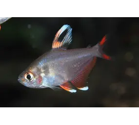 19033 HYPHESSOBRYCON BENTOSI WHITE 19033 HYPHESSOBRYCON BENTOSI WHITE