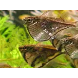 Carnegiella Marthae Carnegiella Marthae