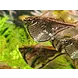 09253 CARNEGIELLA MARTHAE 09253 CARNEGIELLA MARTHAE