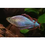 24556 MELANOTAENIA PRECKOX 24556 MELANOTAENIA PRECKOX
