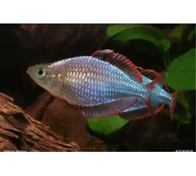 24556 MELANOTAENIA PRECKOX 24556 MELANOTAENIA PRECKOX