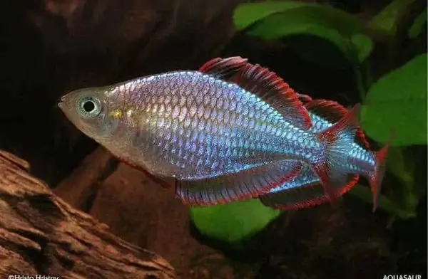 24556 MELANOTAENIA PRECKOX