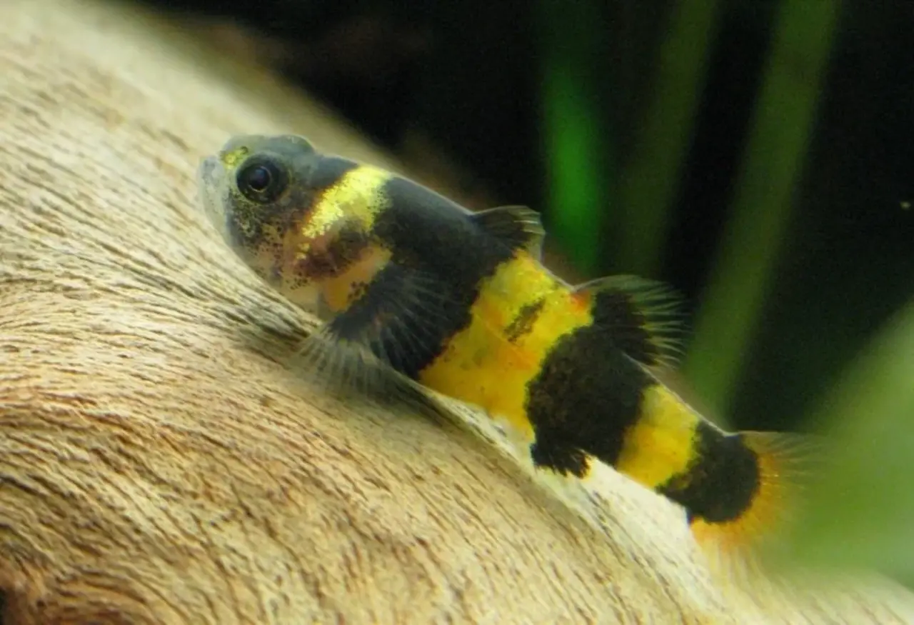 Brachygobius Xanthozonadoriae Brachygobius Xanthozonadoriae