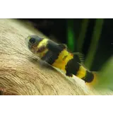 Brachygobius Xanthozonadoriae Brachygobius Xanthozonadoriae