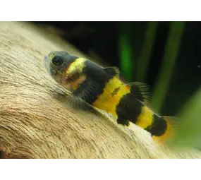 Brachygobius Xanthozonadoriae Brachygobius Xanthozonadoriae