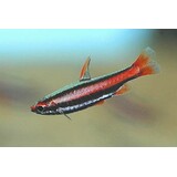 26865 NANNOSTOMUS MARGINATUS 26865 NANNOSTOMUS MARGINATUS