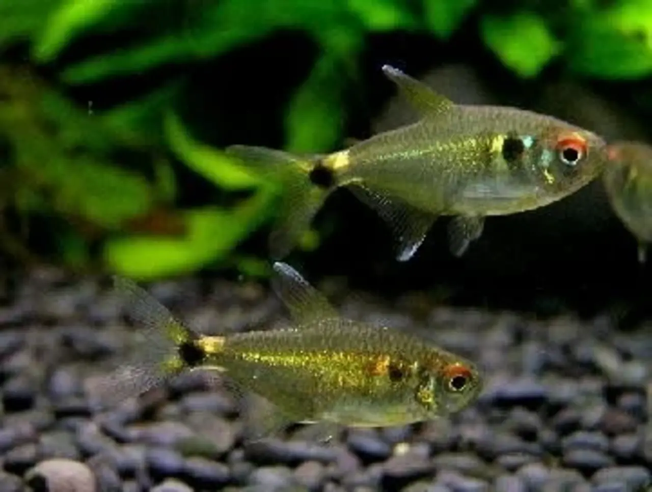 Hemigrammus Occelifer Hemigrammus Occelifer