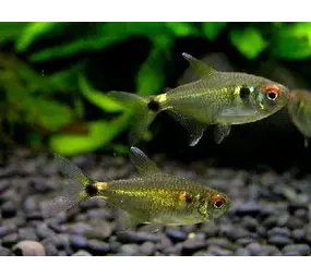 Hemigrammus Occelifer Hemigrammus Occelifer