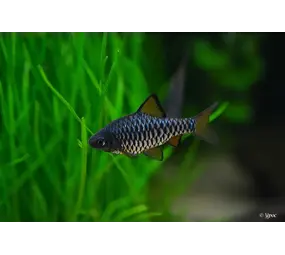 BARBUS OLIGELEPES