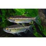 04036 ARNOLDICHTYS SPILOPTERUS 04036 ARNOLDICHTYS SPILOPTERUS