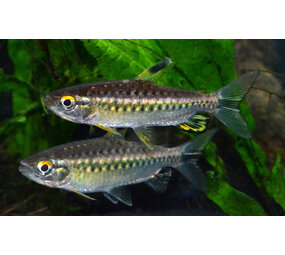 04036 ARNOLDICHTYS SPILOPTERUS 04036 ARNOLDICHTYS SPILOPTERUS