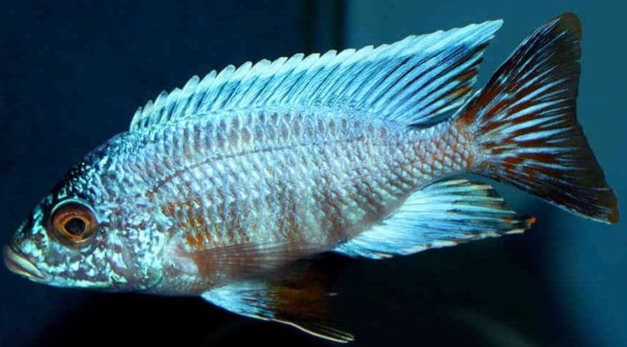 AULONOCARA CHILUMBA TURKIS AULONOCARA CHILUMBA TURKIS