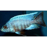 AULONOCARA CHILUMBA TURKIS