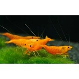 Neocaridina Davidi Sunset